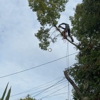Capital Arborists Inc gallery