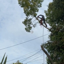 Capital Arborists Inc - Arborists