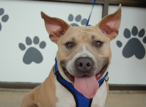 Wag Time Doggie Daycare - Arlington, TX