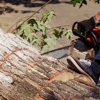 Palencia Landscaping & Tree Service Inc gallery