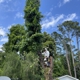 Mr D's Tree & Landscaping Service LLC