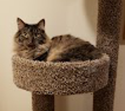 Cat Clinic of Johnson County - Lenexa, KS