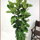 Four Seasons Botanicals, Inc. - Plants-Interior Design & Maintenance