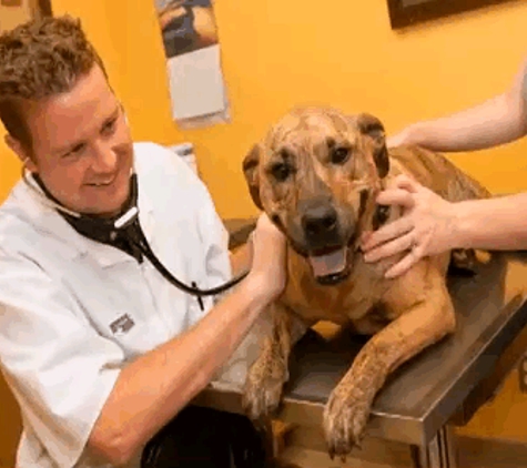 Kay Animal Hospital - Douglasville, GA