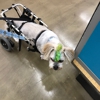 Pet Supplies Plus gallery