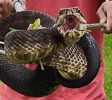 Central Florida Wildlife Trapping - Winter Park, FL