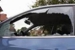 Bobs Glass Shop - Windshield Repair
