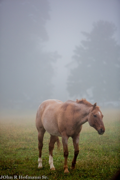 Carousel Gallery #21