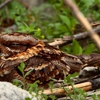 All American Wildlife gallery