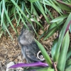 NUISANCE WILDLIFE REMOVAL gallery