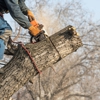 Arborescent Tree Service gallery