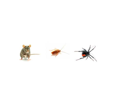 All Year Pest Solutions
