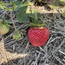 Greiling Gardens Strawberries - Farming Service