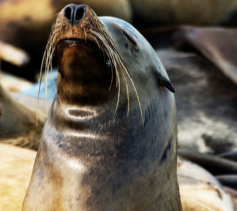 San Diego Boat Tours - San Diego, CA