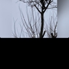 Bryans Tree Service gallery