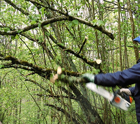 D&C TREE SERVICES P/L. Pruning & shaping