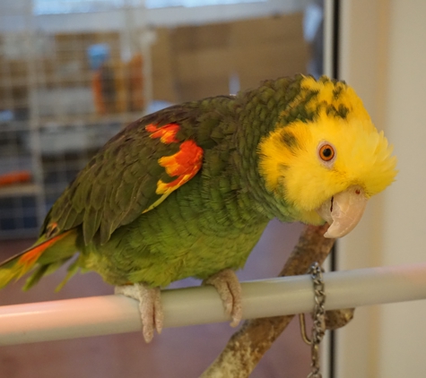 animal care center - Springfield, MO. Brewster our bilingual parrot. He speaks cat.