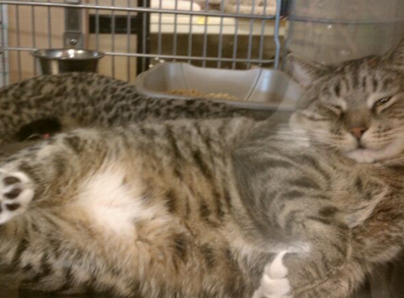 PetSmart - Commack, NY