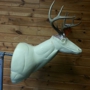 Wilderness Taxidermy