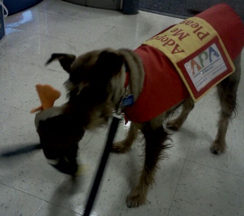 PetSmart - Saint Louis, MO