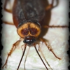 Canady's Termite & Pest Control gallery