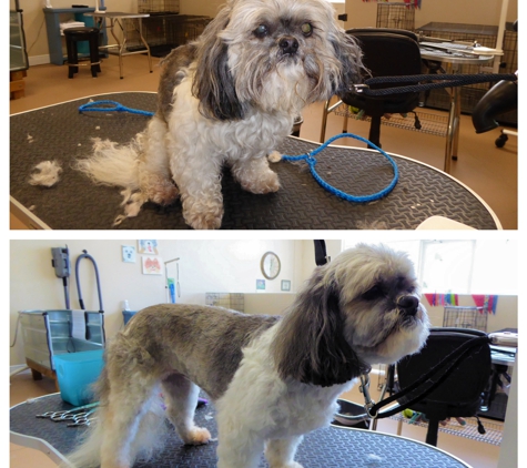 Sunshine Groomers - dog grooming - Cape Coral, FL