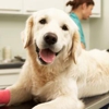 Vintage Park Veterinary Clinic