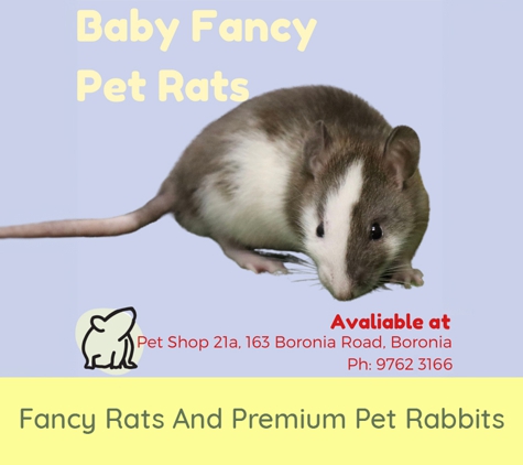 Animal World of Boronia - Boronia, VIC. Fancy Rats And Premium Pet Rabbits
