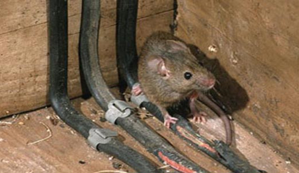 Carters Pest Control - Yarrawonga, VIC