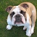 Bulldog Security Service - Security Guard & Patrol Service
