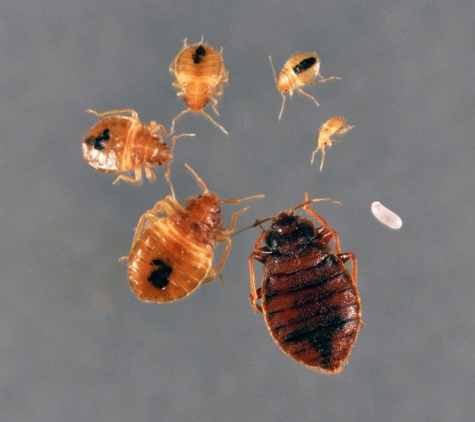 Capital K9 Bed Bug Solutions - Alexandria, VA