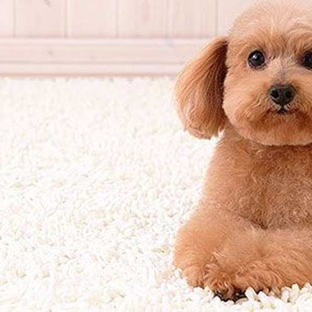 Springfresh Carpet Cleaning - Curlewis, VIC