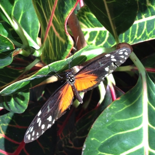 Butterfly Wonderland - Scottsdale, AZ