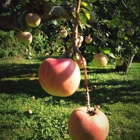 Rocky Brook Orchard