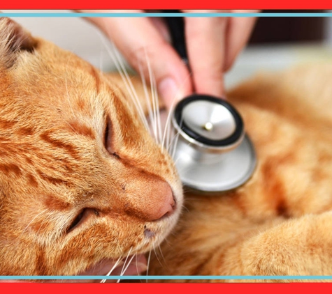 Barossa Veterinary Service - Kapunda, SA. Consultations & Health Checks