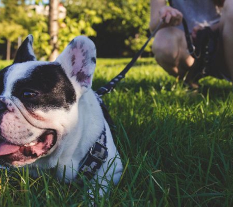 Sit Means Sit Dog Training Salt Lake City - West Jordan, UT. Day and Train Program