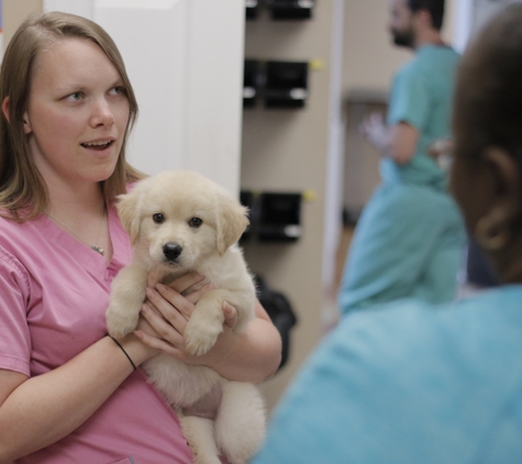 Randall Veterinary Hospital - Byram, MS