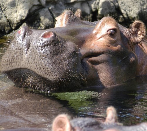 Saint Louis Zoo - Saint Louis, MO