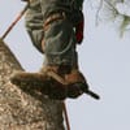 Greene Tree Care - Arborists