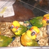 Felci's Feathered Friends gallery