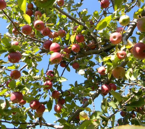 Sky Top Apple Orchard - Zirconia, NC