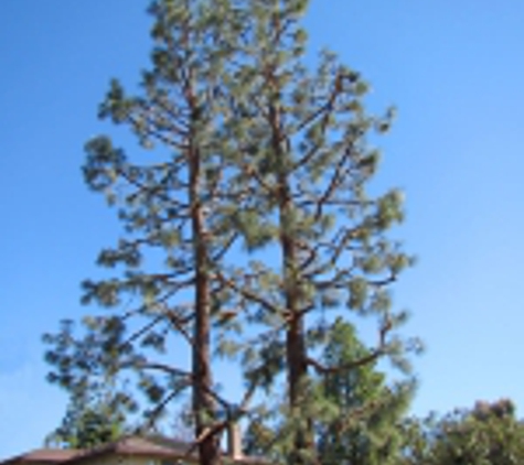 Treeline Tree Service - Santee, CA
