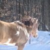 Hearts For Horses Riding Center gallery