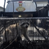 Swift Wildlife Removal gallery