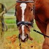 The Gift Horse Saddlery gallery