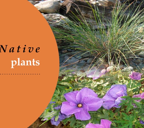 Glenvue Wholesale Nursery - Rye, VIC. Native Plants