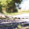 Suburban Wildlife Control gallery