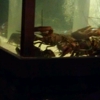 Red Lobster gallery