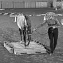 Champion Farms - Stables