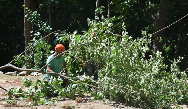 Northern Essex Tree Service